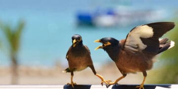 Kerakusan Sumber Malapetaka