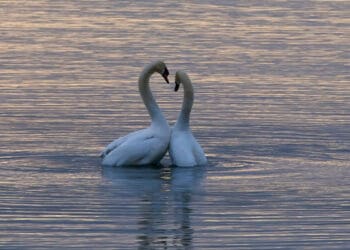 Tanda Cinta dalam Islam