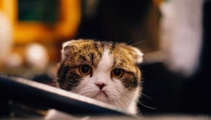 Keutamaan Menahan Marah