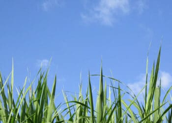 Sebab Harus Bersihkan Bulu Kemaluan, Cara Cukur Bulu Kemaluan, Batas Waktu Memotong Rambut Kemaluan