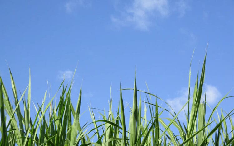 Batas Waktu Memotong Rambut Kemaluan dan Kuku 1 Sebab Harus Bersihkan Bulu Kemaluan, Cara Cukur Bulu Kemaluan, Batas Waktu Memotong Rambut Kemaluan
