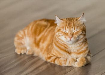 keutamaan memelihara kucing