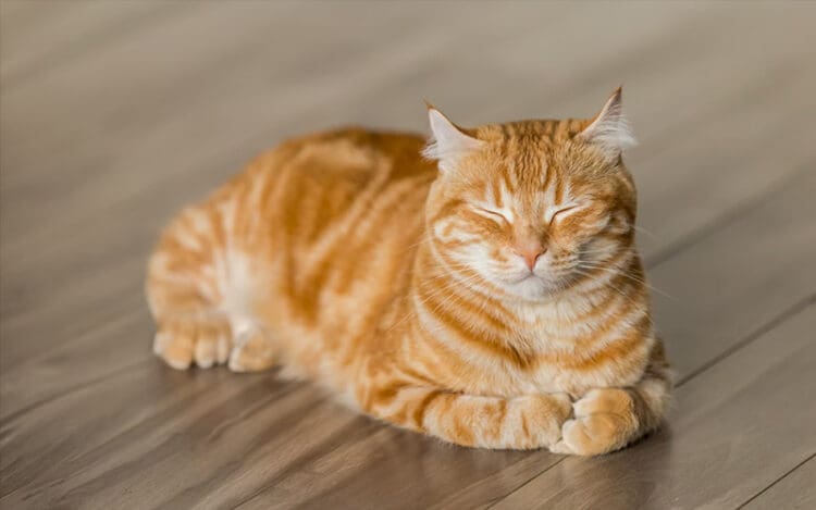 keutamaan memelihara kucing