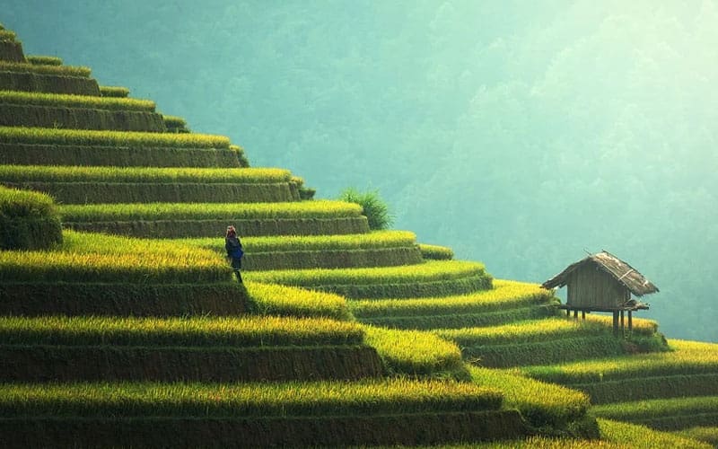 Inilah 4 Keutamaan Bertani dalam Islam yang Harus Diketahui Muslim 2 bertani dalam islam