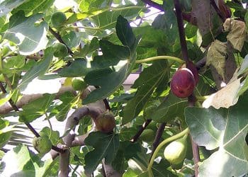 Manfaat Buah Tin, mubarok, Hukum Memungut Buah yang Jatuh di Pinggir Jalan