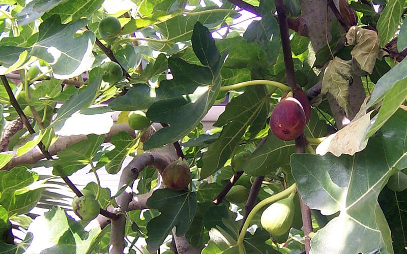 Inilah 14 Manfaat Buah Tin bagi Kesehatan 3 Manfaat Buah Tin