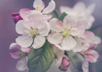 surat an nisa, aurat besar, istri, wanita, muslimah, jimak, keputihan, menopause