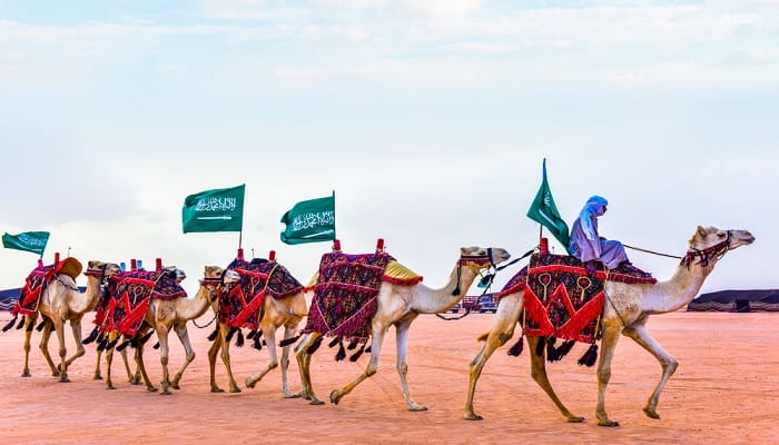 Arab Saudi akan Gelar Festival Unta Terbesar di Dunia 1 festival unta