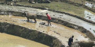Keutamaan Bertani dalam Islam, Hukum Gadai Sawah