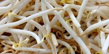 Cara Menyimpan Tauge agar Tetap Segar
