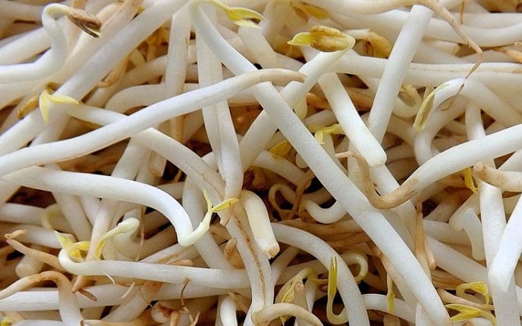 3 Cara Menyimpan Tauge agar Tetap Segar, Tahan 4-5 Hari 1 Cara Menyimpan Tauge agar Tetap Segar