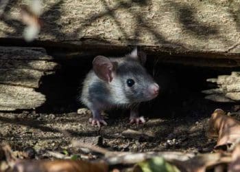 HEWAN, tikus