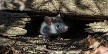HEWAN, tikus