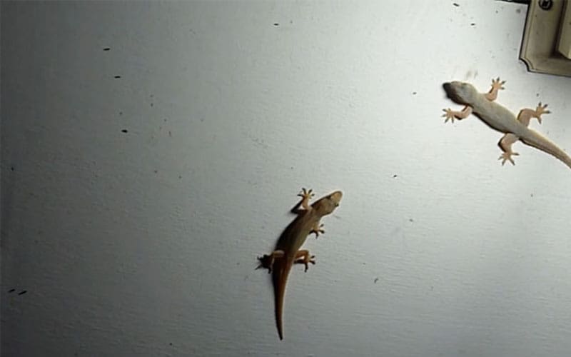 Hukum Kotoran Cicak, Apakah Najis? 2 Nasjiskah Kotoran Cicak, Hukum Kotoran Cicak