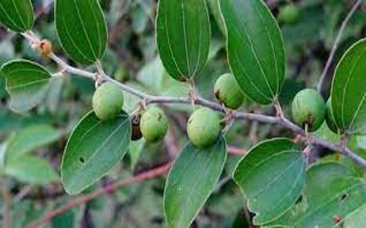Daun Bidara