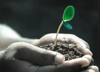 Manfaat Sabar, Keutamaan Menutup Aib Saudara Muslim, Amanah, Politik, Tumbuhan