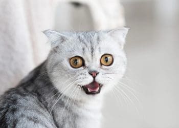 Keistimewaan Mata Kucing, Hukum Mengebiri Kucing dalam Islam, Makanan yang Tidak Boleh Diberikan kepada Kucing