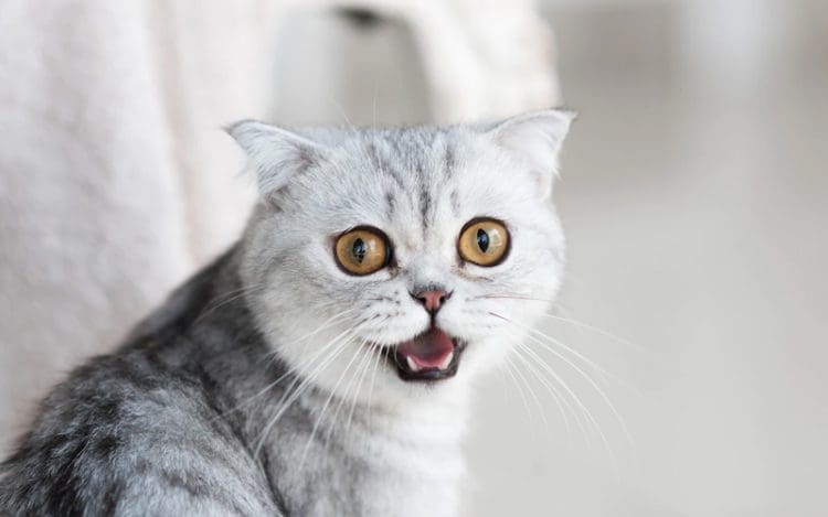 Warning, Harus Tau Banget Nih, Ini 10 Makanan yang Tidak Boleh Diberikan kepada Kucing! 1 Keistimewaan Mata Kucing, Hukum Mengebiri Kucing dalam Islam, Makanan yang Tidak Boleh Diberikan kepada Kucing