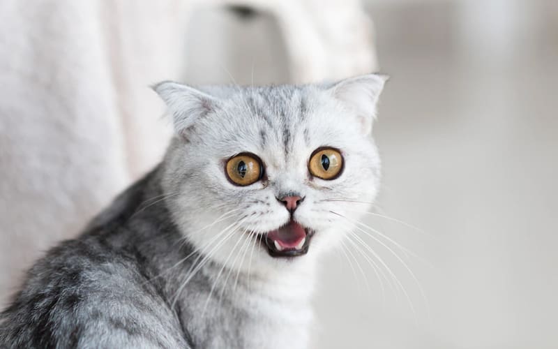 Hukum Mengebiri Kucing dalam Islam 2 Keistimewaan Mata Kucing, Hukum Mengebiri Kucing dalam Islam