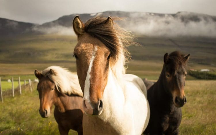 9 Kuda Milik Nabi Muhammad ﷺ 1 Kuda Milik Nabi Muhammad ﷺ