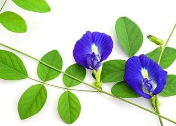 Ilustrasi. Foto: Pinterest