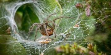 Hewan yang Disebutkan dalam Al-Quran, Rumah Laba-Laba, Hukum Membunuh Laba-laba