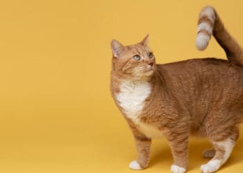 Hukum Memelihara Kucing, Syarat Memelihara Hewan dalam Islam, Renungan Akhir Tahun, Hukum Jual Beli Kucing dalam Islam