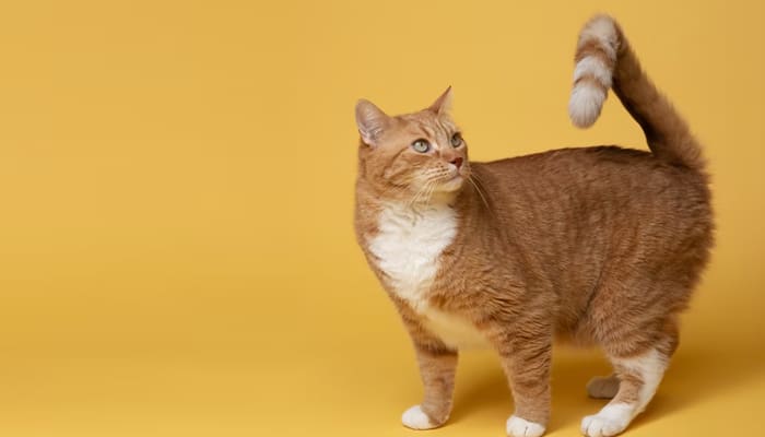 Pecinta Anabul Harus Tahu, Inilah Hukum Jual Beli Kucing dalam Islam 2 Hukum Memelihara Kucing, Syarat Memelihara Hewan dalam Islam, Renungan Akhir Tahun, Hukum Jual Beli Kucing dalam Islam