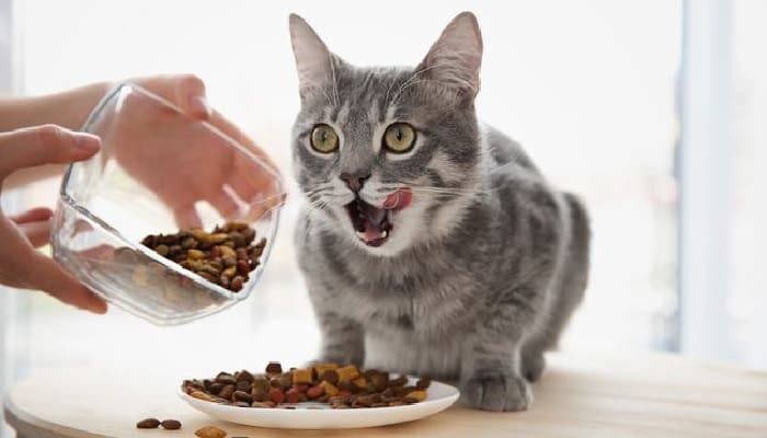 5 Manfaat Memberi Makan Kucing dalam Islam 1 nafkah hewan peliharaan, Manfaat memberi makan kucing