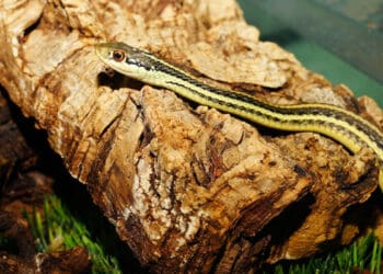 Ular, Hukum Membunuh Ular di Rumah