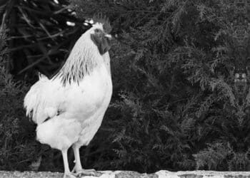 Tanda melihat malaikat, Ayam Berkokok