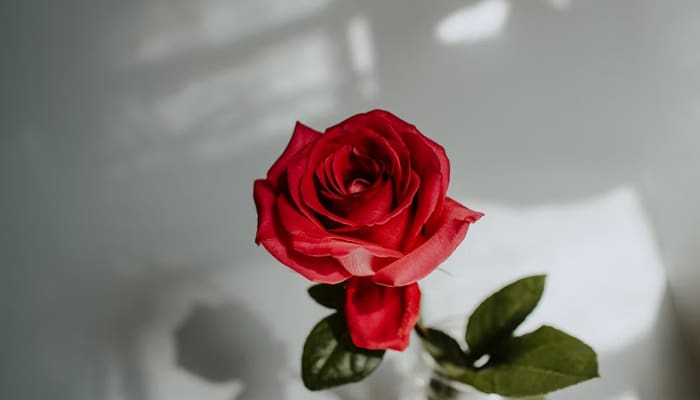 Beda Haid dan Istihadah 3 Haid, Khadijah, Sifat Istri yang Dibenci Suami, Cara Menetapkan Masa Selesainya Haid, Khadijah, Cara Mengetahui Selesainya Haid, Warna Darah Haid, Alasan Wanita Wajib Menutup Aurat, istri nabi, terserah, Beda Haid dan Istihadah