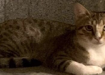 kucing timnas Inggris