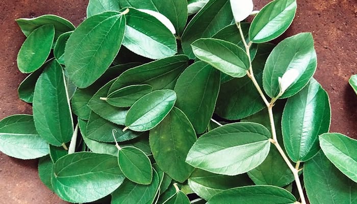 10 Khasiat Daun Bidara 1 Khasiat Daun Bidara, Daun Herbal