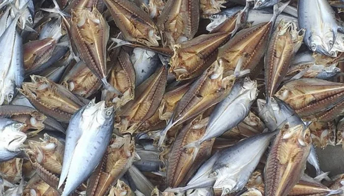 Hukum Bangkai Belalang dan Ikan 2 Hukum Bangkai Belalang dan Ikan