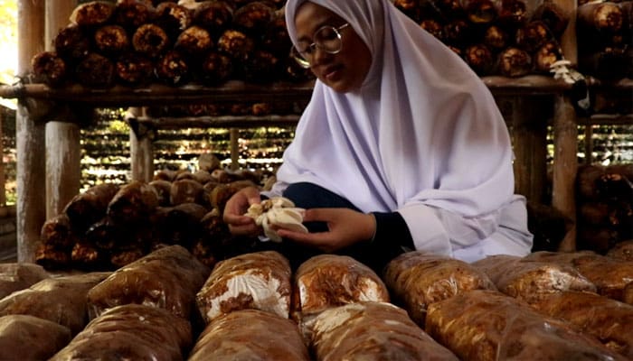 Sekolah Cendekia BAZNAS Panen 9 Kwintal Jamur dalam 1 kali Siklus Tanam 2 Baznas