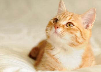 Manfaat memelihara kucing, Hukum Islam tentang Air Liur Kucing, Hukum Jual Beli Kucing dalam Islam