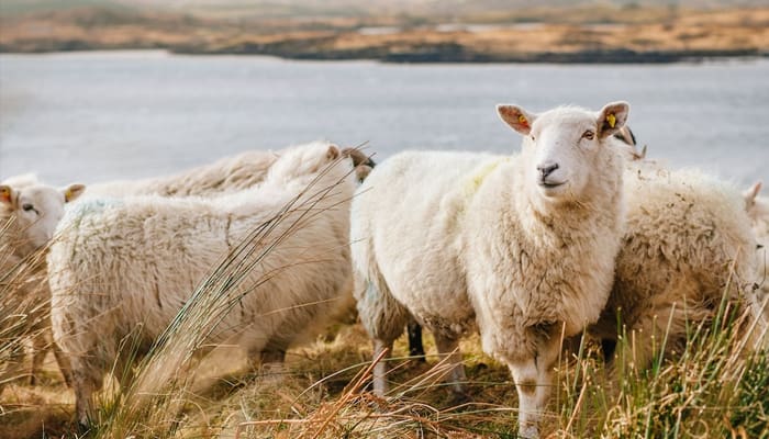 10 Syarat Agar Binatang Sembelihan Menjadi Halal 2 Qurban, Syarat Hewan Qurban, Syarat Agar Binatang Sembelihan Menjadi Halal