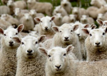 sejarah idul adha, Usia Hewan Kurban, Hewan Kurban, Hukum Aqiqah, Berqurban