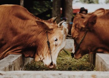 Syarat Hewan Qurban, Syarat Agar Binatang Sembelihan Menjadi Halal