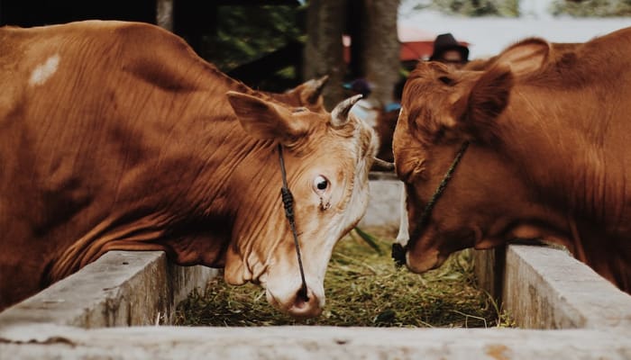 10 Syarat Agar Binatang Sembelihan Menjadi Halal 3 Syarat Hewan Qurban, Syarat Agar Binatang Sembelihan Menjadi Halal