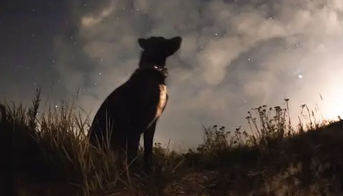 Hukum Memelihara Anjing, Lantas Bagaimana dengan Anjing Ashabul Kahfi? 3 Hukum Memelihara Anjing
