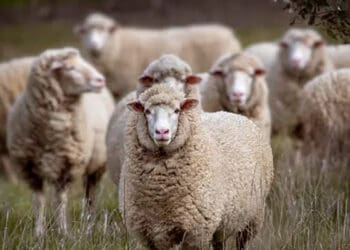 Syarat Agar Binatang Sembelihan Menjadi Halal, Qurbam, Kurban, Berqurban