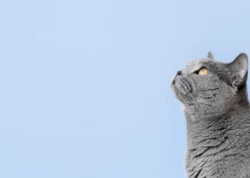 Hukum Mengebiri Kucing dalam Islam