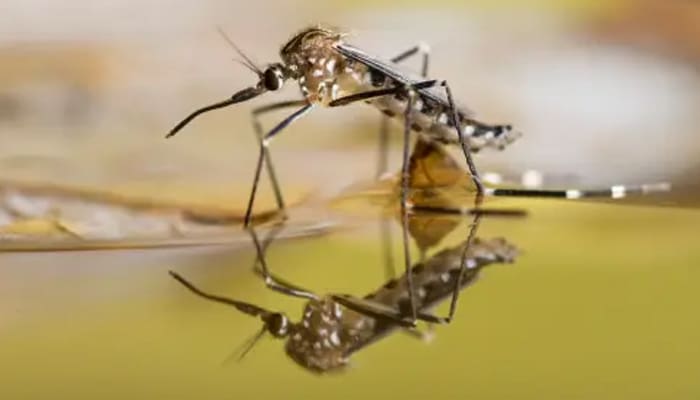 DBD dan Keselamatan Generasi 1 DBD