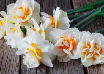 Nusyuz, Ciri Wanita Penghuni Surga, Kriteria Wanita Penghuni Surga, Perempuan Surga, Hijab, Persamaan Khadijah dan Aisyah, Wanita