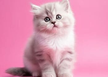 Syarat Memelihara Hewan Jinak, Kucing, Nama Kucing