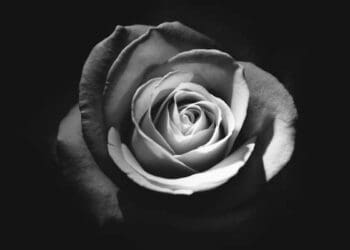 bunga, menopause, berhubungan intim, hormon, perempuan