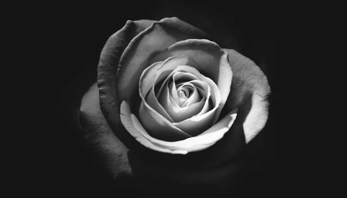 8 Penyebab Istri Tidak Mau Berhubungan Intim dengan Suami dan Solusinya 1 bunga, menopause, berhubungan intim, hormon, perempuan