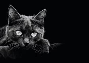 Kucing, Binatang yang Bisa Melihat Hantu